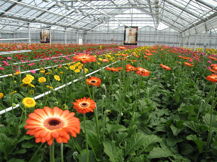 生物質(zhì)蒸汽發(fā)生器 生物質(zhì)蒸汽發(fā)生器