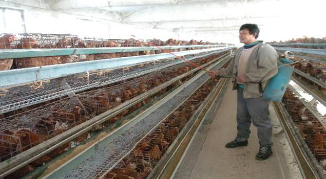 養(yǎng)雞場消毒滅菌蒸汽發(fā)生器 養(yǎng)雞場消毒滅菌蒸汽發(fā)生器