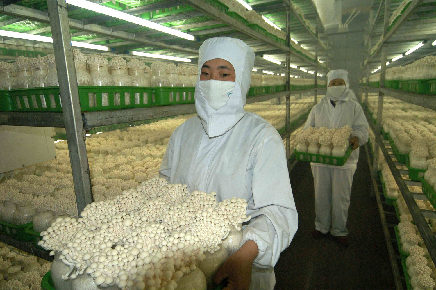 食用菌使用電加熱蒸汽發(fā)生器減少損耗 食用菌使用電加熱蒸汽發(fā)生器減少損耗